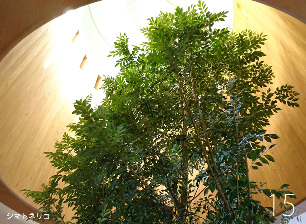 建築家　デザイン　こども園　シマトネリコ